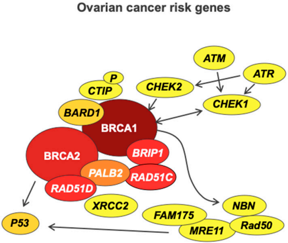 Fig.2 Susceptibility genes in the double-strand DNA break repair pathway for ovarian cancer. (Pavanello, et al., 2020)