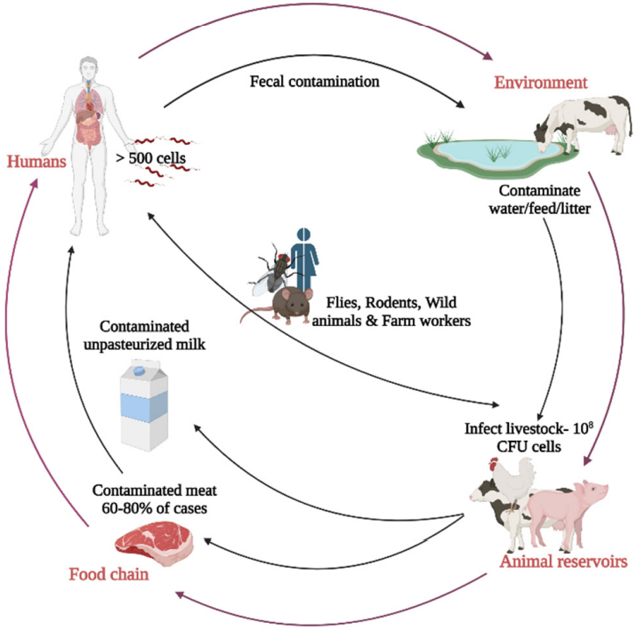 Fig.2 Campylobacter jejuni reservoirs and transmission pathways. (Al, et al., 2022)