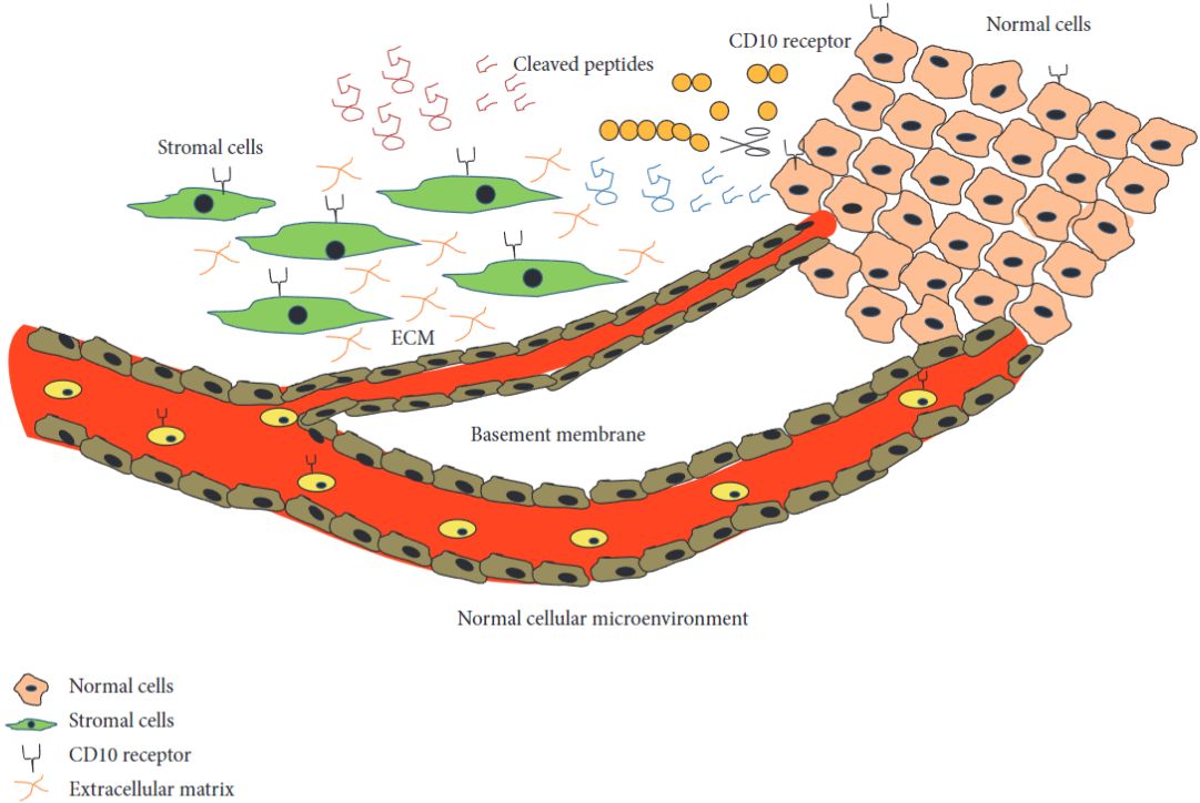 Fig.1 Role of CD10 in inactivating multiple physiologically active peptides like endothelin-1, bombesin present in the normal cellular microenvironment. (Mishra, Sunita and Gopeshwar, 2016)