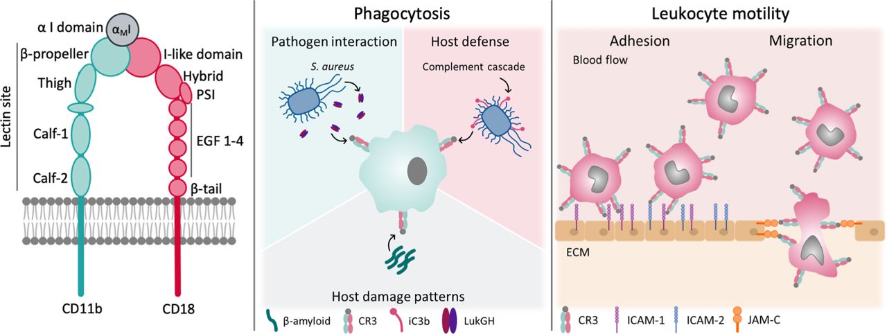 Fig.1 CR3 exerts a broad variety of functions in host-defense and leukocyte motility. (Lamers, Carla and Daniel, 2021)