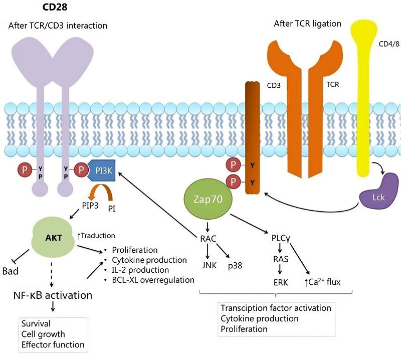 Fig.1 Schematic summary of CD28 signal. (Rangel-Sosa, Estuardo and Augusto, 2017)