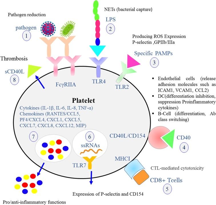 Fig.1 Interaction of platelet CD40L with CD40 has an important role in leukocyte recruitment and activation. (Fard, et al., 2021)