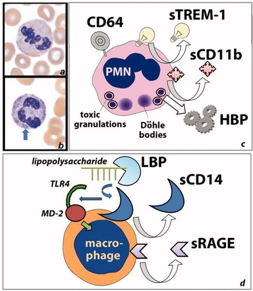 Fig.1 Activated inflammatory cells up-regulate several proteins such as CD64 and CD14, which may be detected as biomarkers of sepsis, either on the cell surface or as soluble forms in plasma. (Faix, 2013)