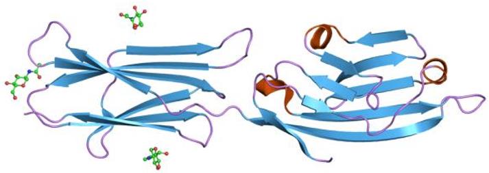 Fig.1 CD80 structure. (https://commons.wikimedia.org/wiki/File:PDB_1dr9_EBI.jpg)