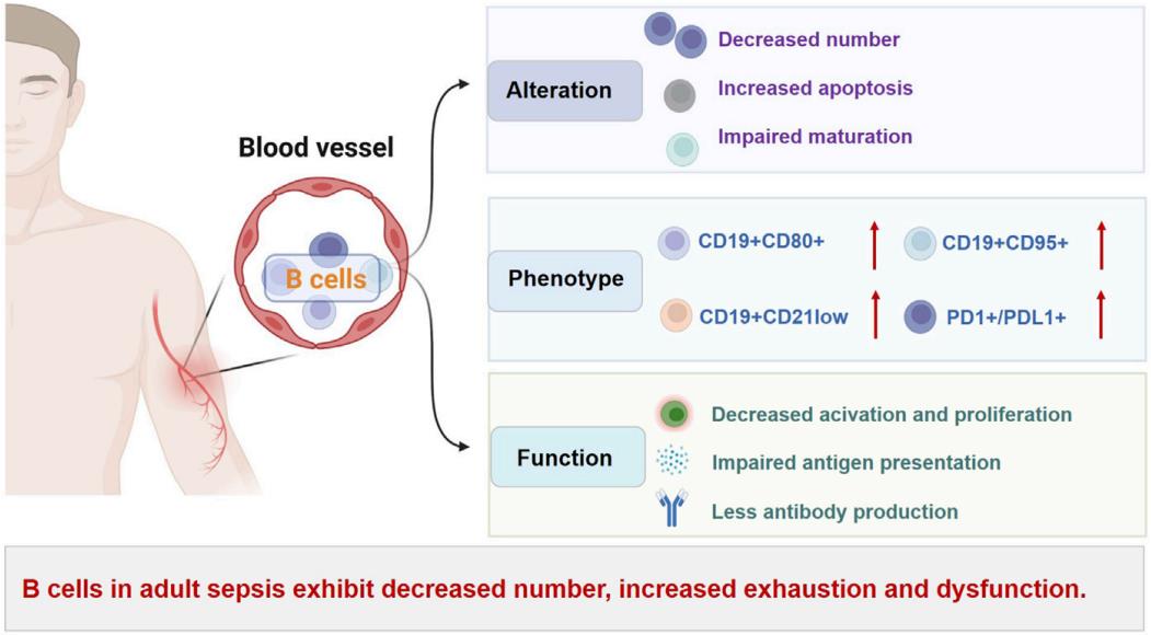 Fig.2 In adult patients with sepsis, increased depletion-like/immunomodulatory profiles and decreased immunocompetent B cells. (Ma, et al., 2022)