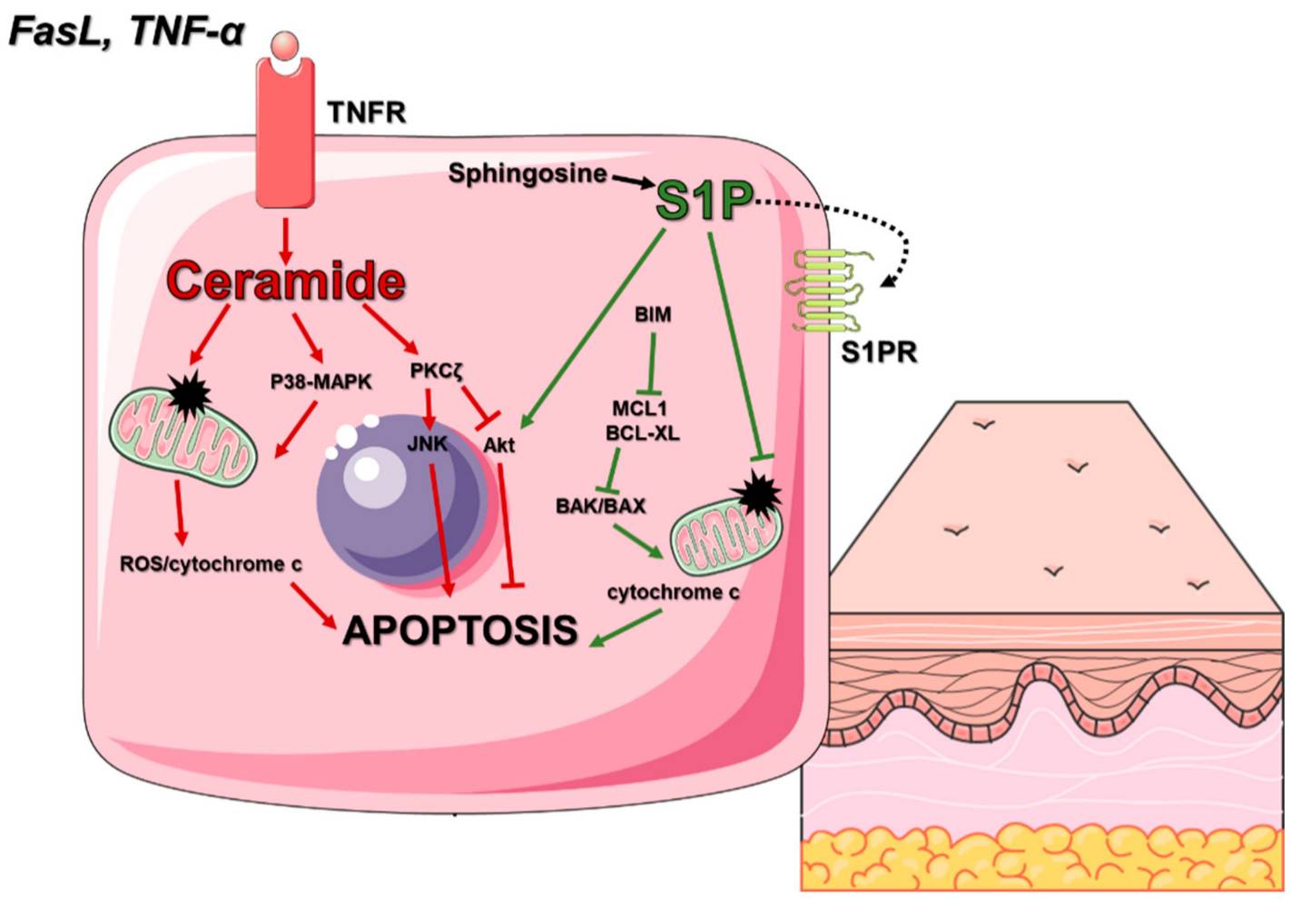 Fig. 1 Role of the ceramide in keratinocyte apoptosis. (Bocheńska, et al., 2020)