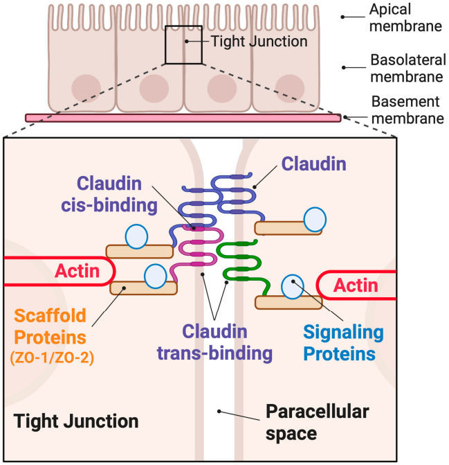 Fig.2 Claudin is involved in the tight junction formation. (Capaldo, 2023)