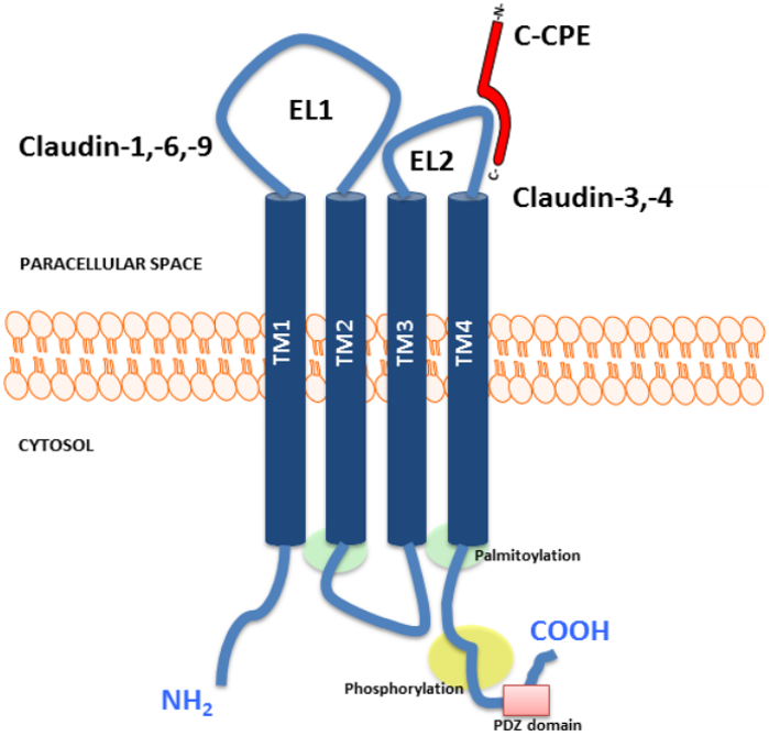 Fig.1 Claudin protein structure. (English and Alessandro, 2013)