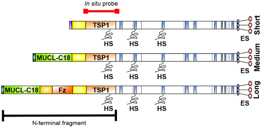 Fig.1 The collagen alpha-1(XVIII) structure. (Rinta-Jaskari, et al., 2023)