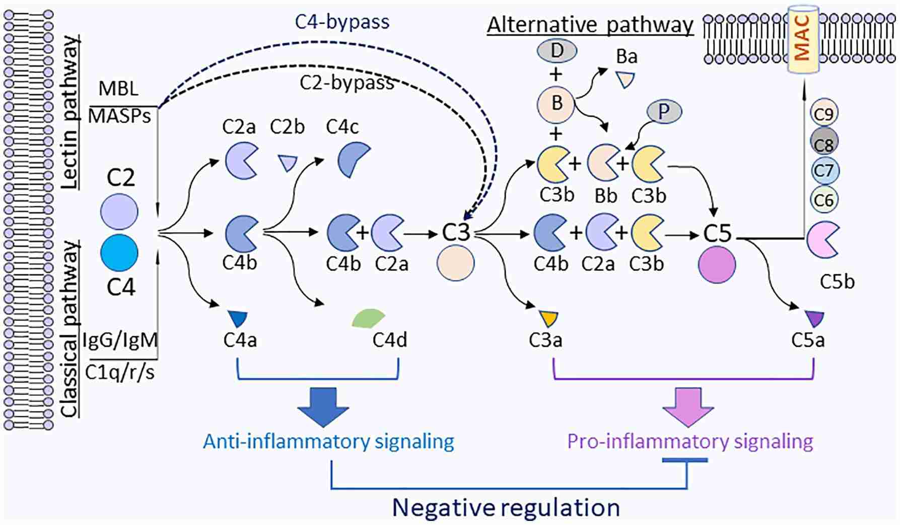 Fig. 1 Anti-inflammatory functions by complement C4 activation fragments C4a and C4d. (Wang, et al., 2021) 