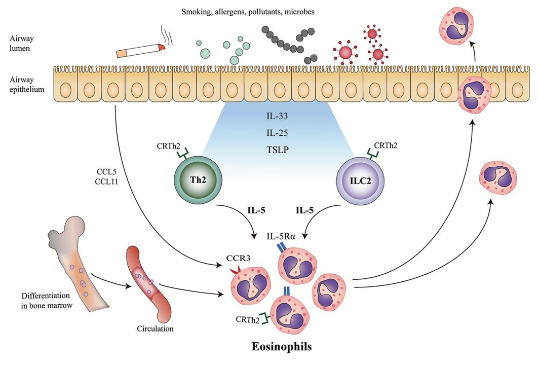 Fig.1 CRTH2 plays a critical role in proinflammatory responses by regulating Th2 cells, innate lymphoid type 2 cells (ILC2s), and eosinophils. (Cui and Yan, 2023)