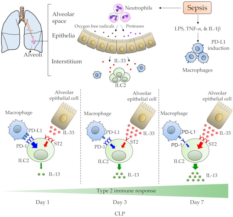 Fig.2 The role of ILC2s in regulating immune homeostasis in sepsis-mediated lung inflammation. (Akama, et al., 2020)