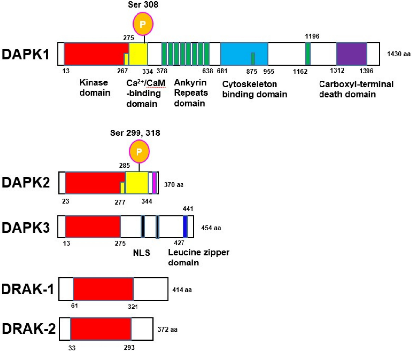 Fig.1 DAPK family proteins structures. (Elbadawy, et al., 2018)