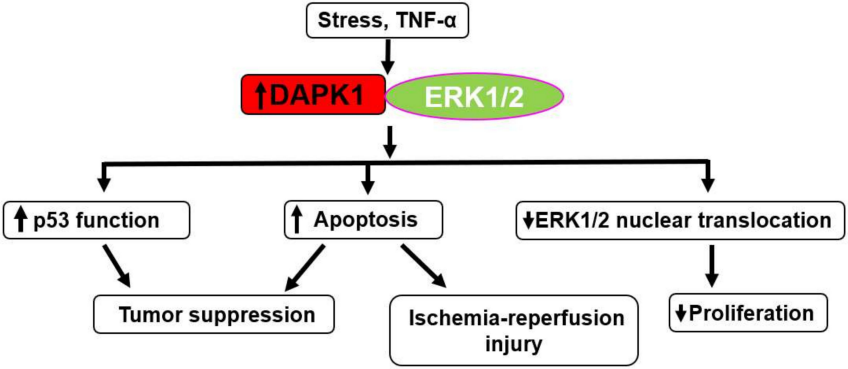 Fig.2 DAPK1 and ERK1/2 interaction in cancer and other disease. (Elbadawy, et al., 2018)