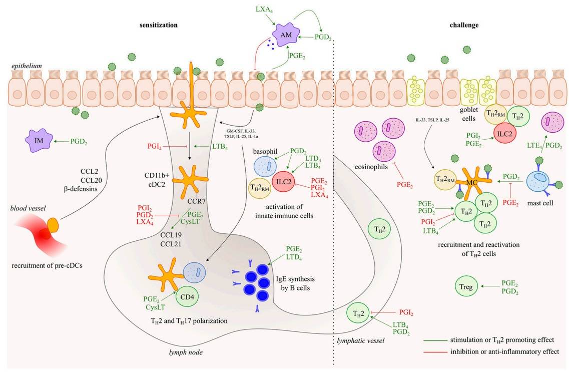 Fig. 1 Eicosanoids have multiple effects in allergic asthma. (Debeuf, et al., 2018)