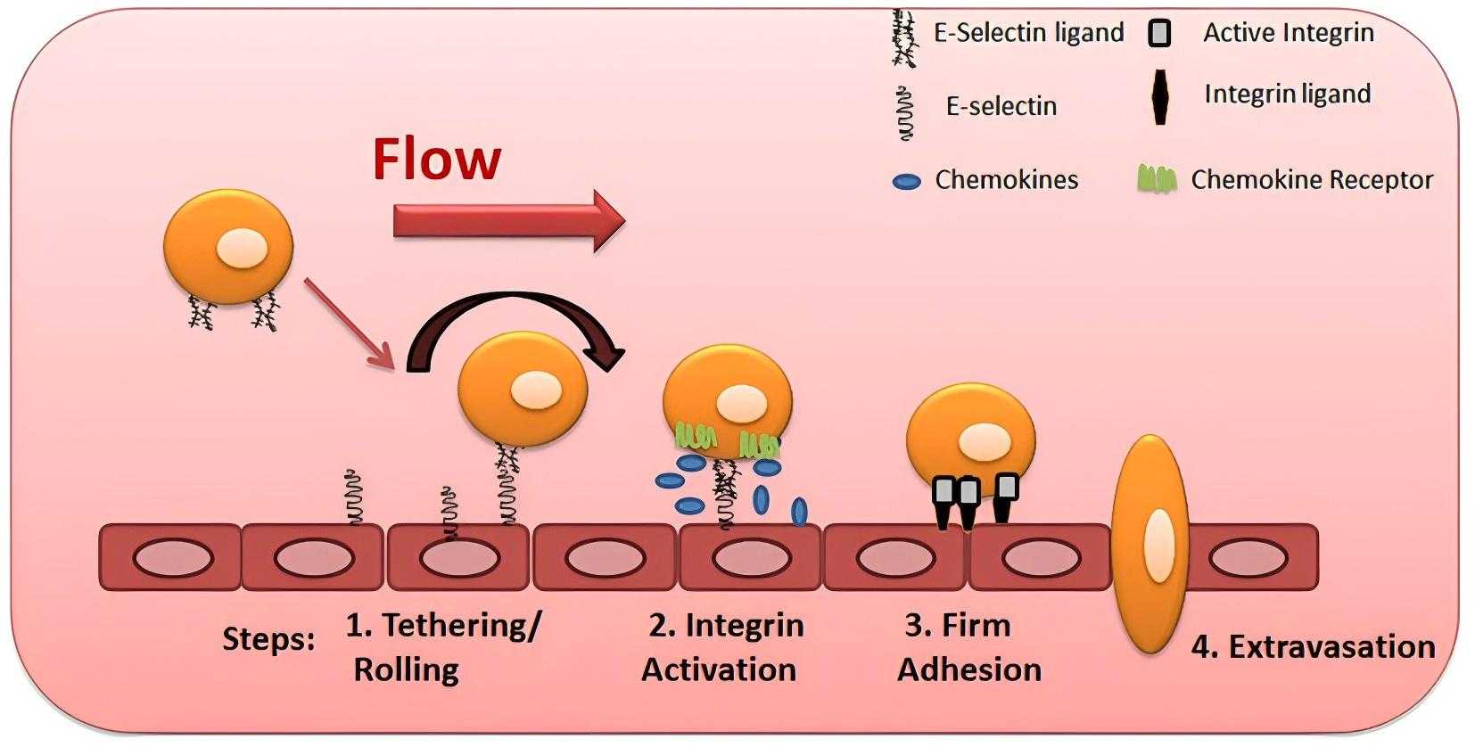 E-selectin takes part in the multistep model of circulating blood cell adhesion and migration along the vascular endothelium. (Silva, Videira & Sackstein, 2018)