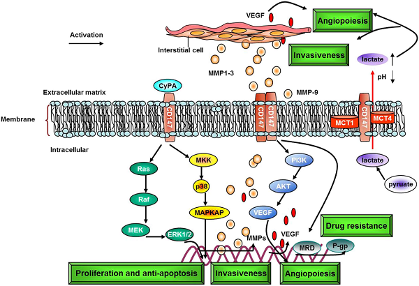 Fig.1 CD147/EMMPRIN-associated proteins and their involvement during cancer progression. (Xin, et al., 2016)