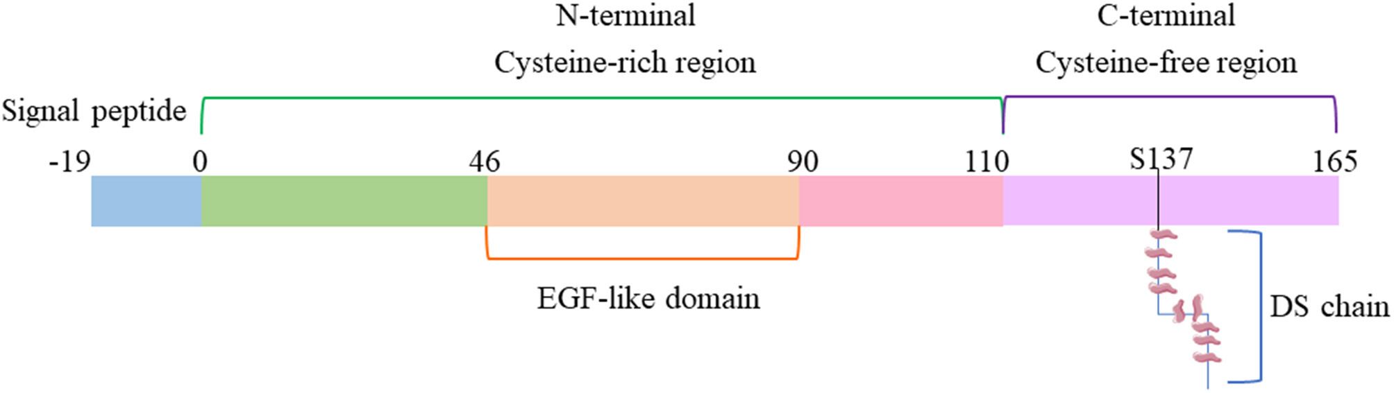 Schematic diagram of endocan structure. (Chen, et al., 2022)