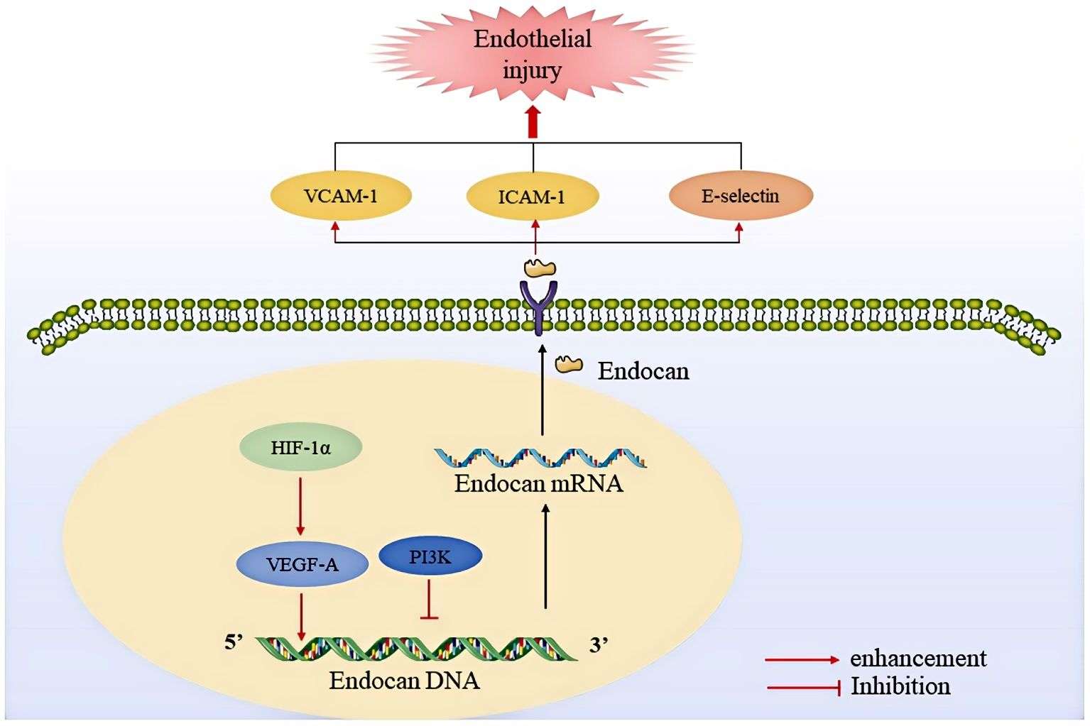 Regulation and expression of endocan. (Chen, et al., 2022)