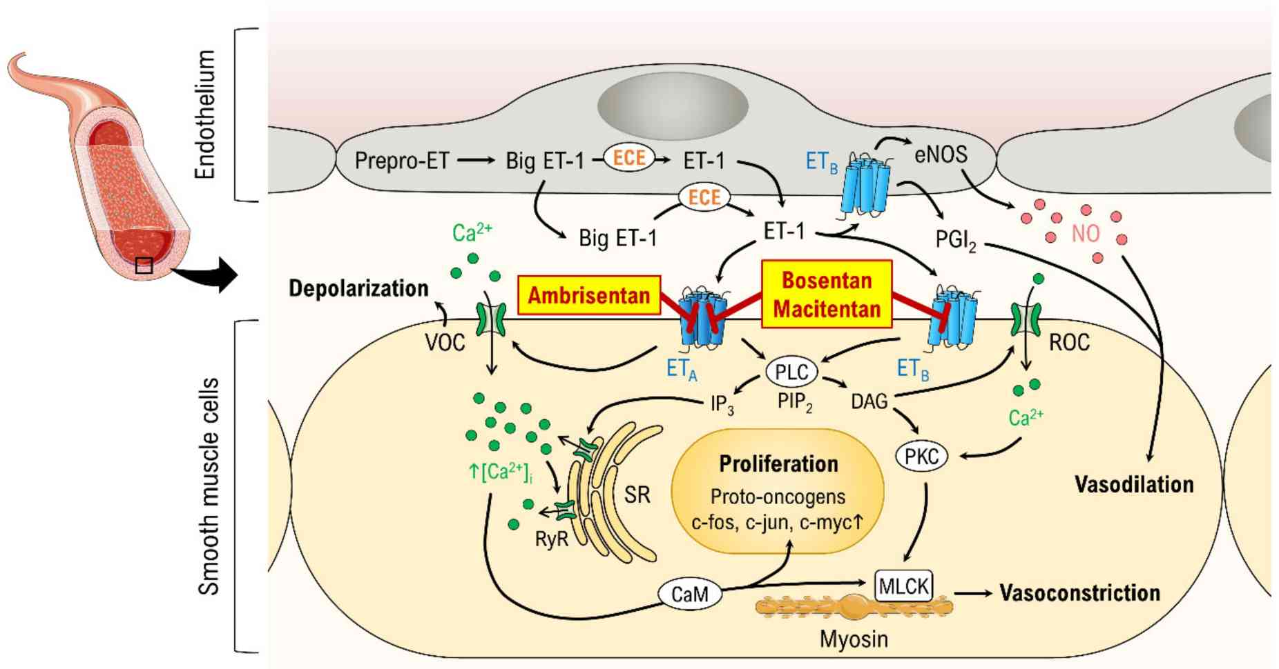 Fig. 1 The canonical pathway of ET-1. (Enevoldsen, et al., 2020)