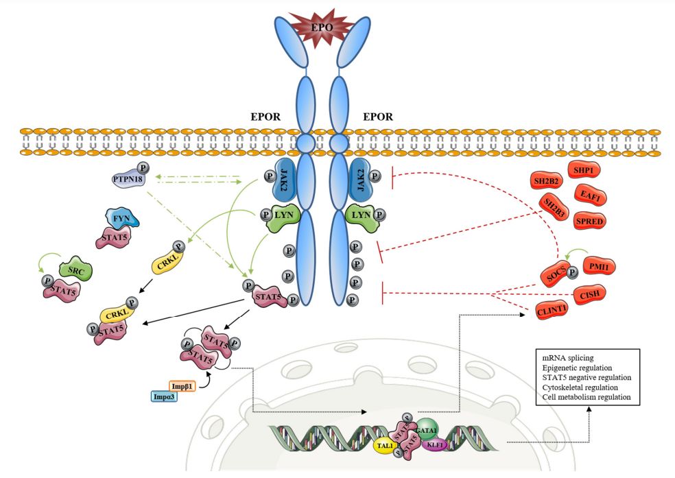 Fig.1 A schematic diagram reveals the involvement of EPOR-STAT5 signaling in the regulation of cellular activities. (Tóthová, et al., 2021)