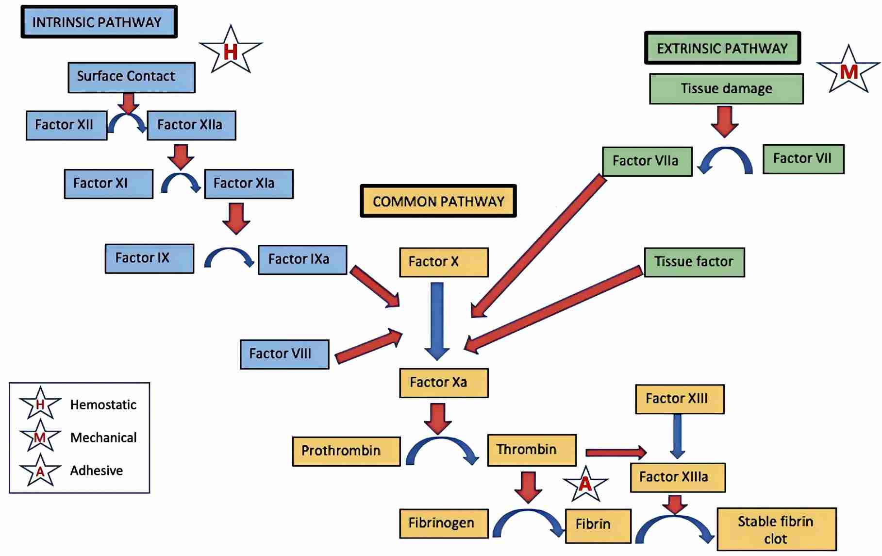 Overview of the coagulation pathway. (Dammann, et al., 2020)