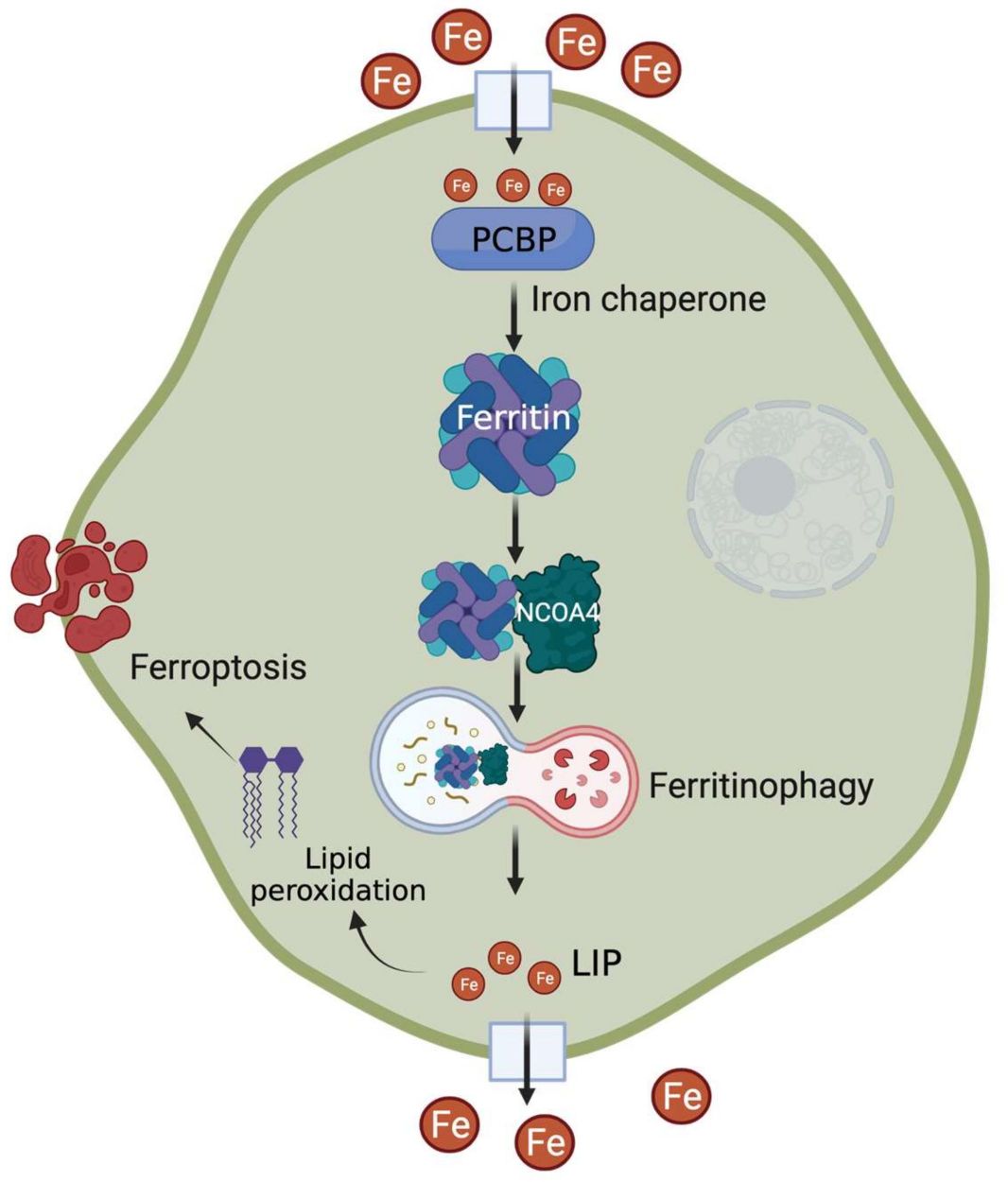 Fig. 1 The role of ferritin in cellular iron storage. (Kotla, et al., 2022)