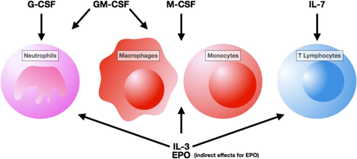 Fig.1 Schematic diagram of cells targeted by hematopoietic growth factor therapy. (Chousterman & Arnaud, 2018)