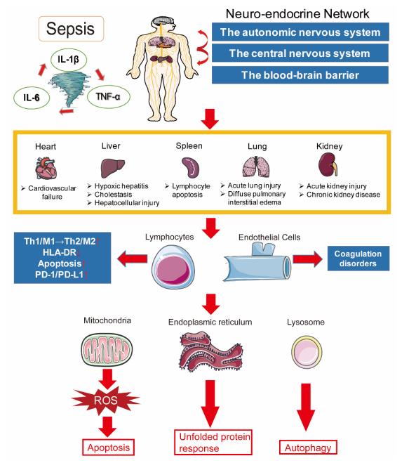 Fig.2 A schematic diagram reveals the pathogenesis of sepsis. (Huang, Cai & Su, 2019)