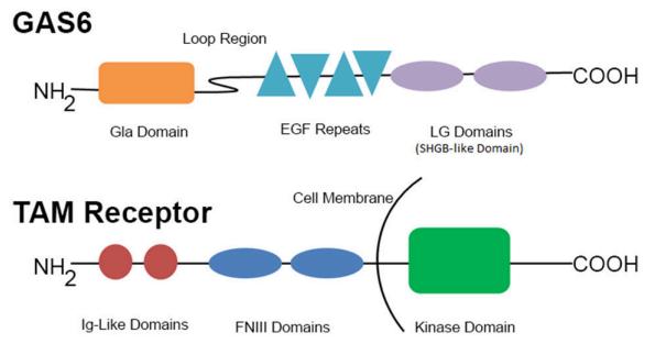 Fig.1 Schematic structure of GAS6 and TAM family receptor. (Law, et al., 2018)