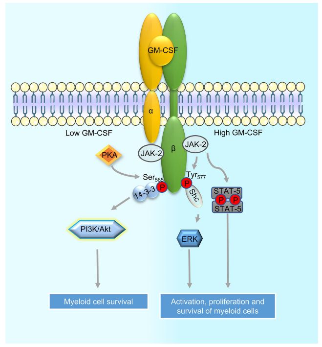 Fig.1 A simplified diagram reveals the signaling pathway of the GM-CSF receptor in myeloid cells. (Kumar, et al., 2022)