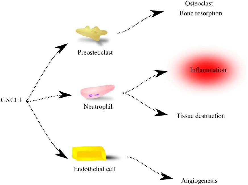 Fig.1 CXCL1 as a chemoattractant. (Korbecki, et al., 2022)