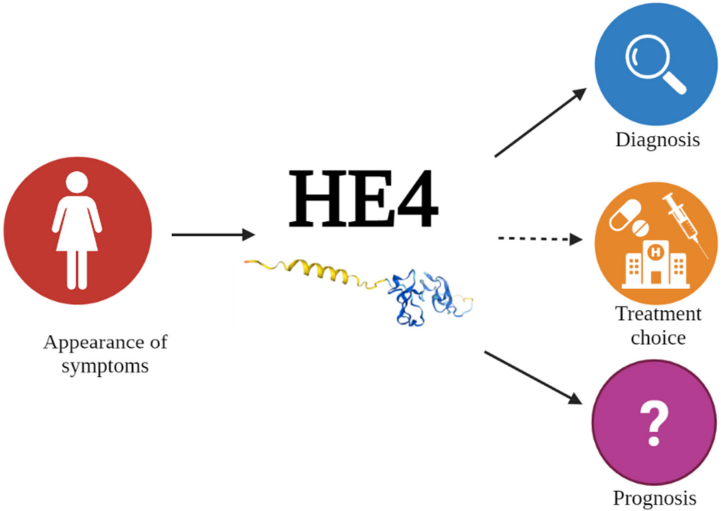 Fig.1 Multiple role of HE4. (Anastasi, et al., 2023)