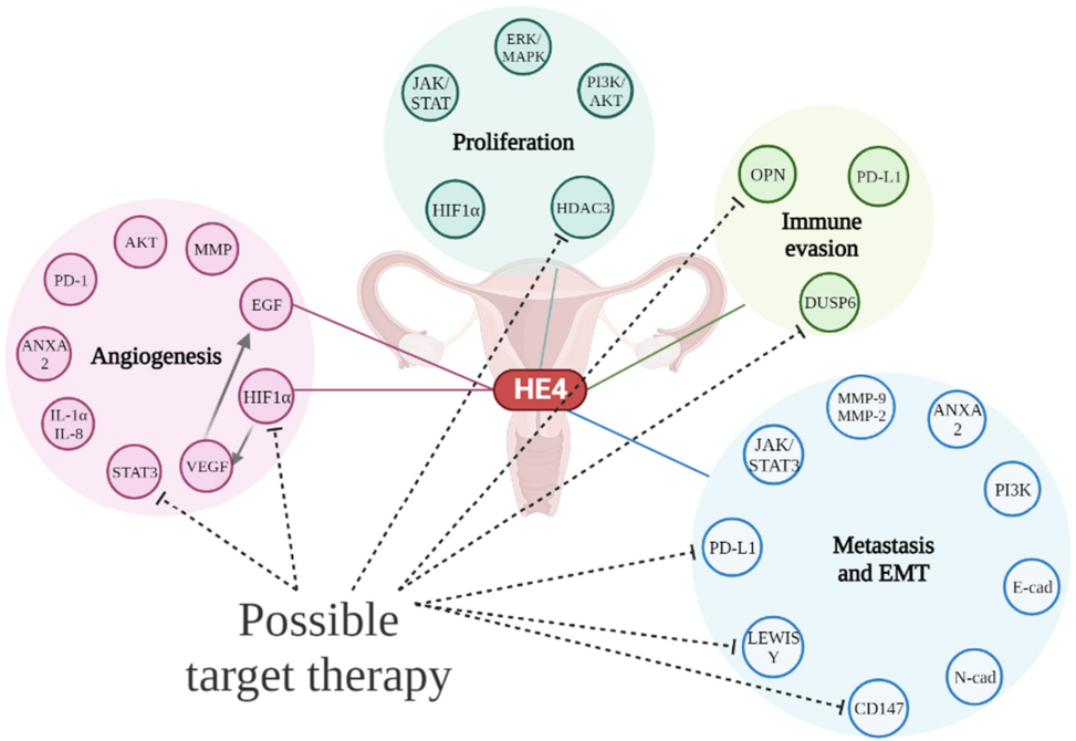 Fig.1 HE4 interaction network in ovarian cancer oncogenesis. (Anastasi, et al., 2023)