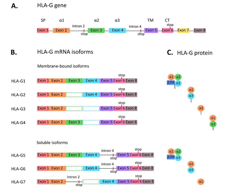 Fig.1 A simplified diagram showing HLA-G isoforms. (Krijgsman, et al., 2020)