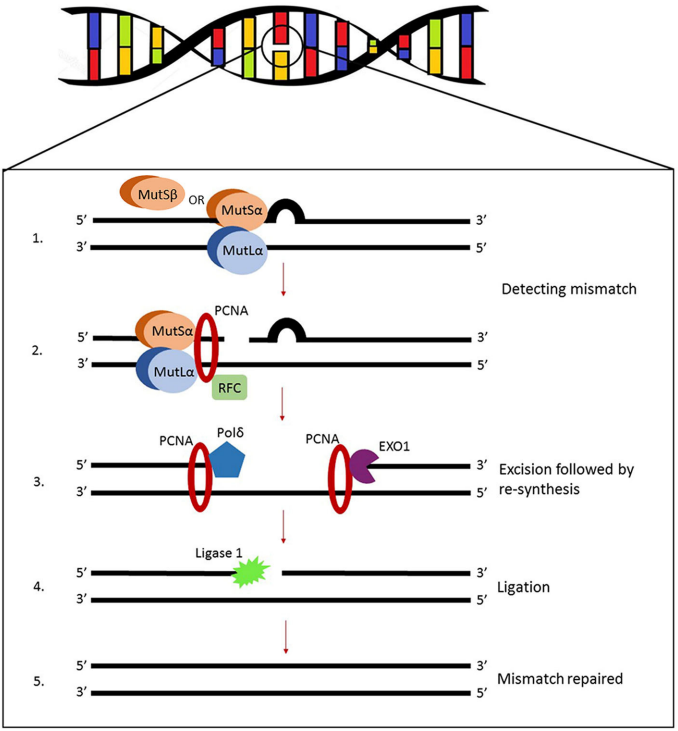 Fig.1 MMR models in eukaryotic. (Pećina-Šlaus, et al., 2020)