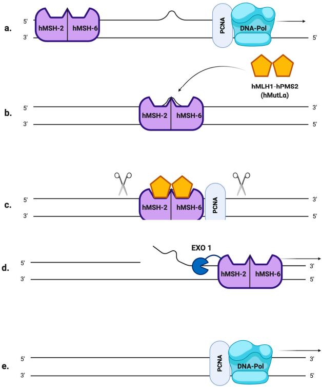 Fig.1 MMR pathway models. (Cilona, et al., 2020)