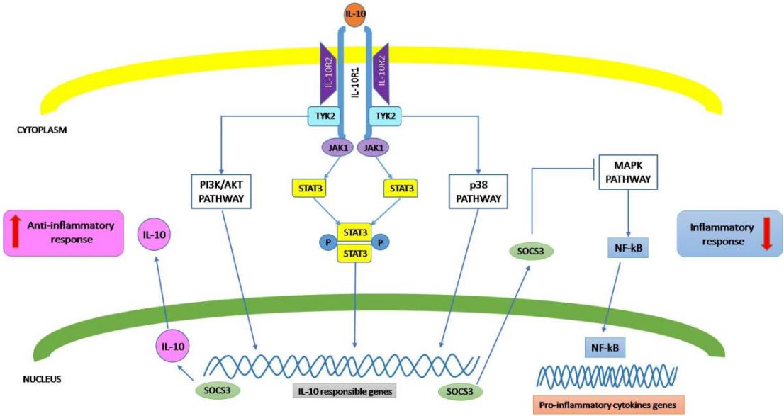 Fig.1 The regulatory role of IL-10. (Porro, Antonia and Maria, 2020)