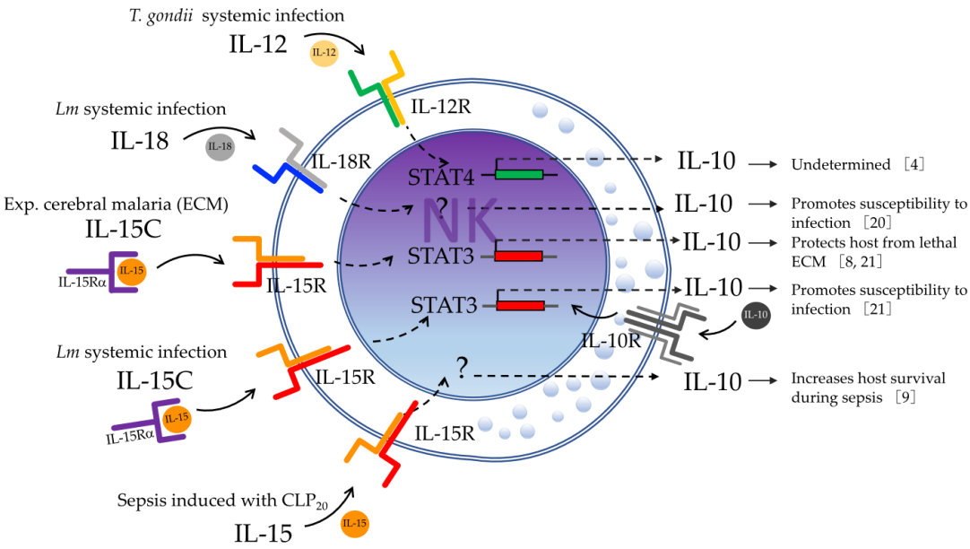 Fig.2 Role of sepsis on IL-10 production. (Martinez-Espinosa, José A and Blanca, 2021)