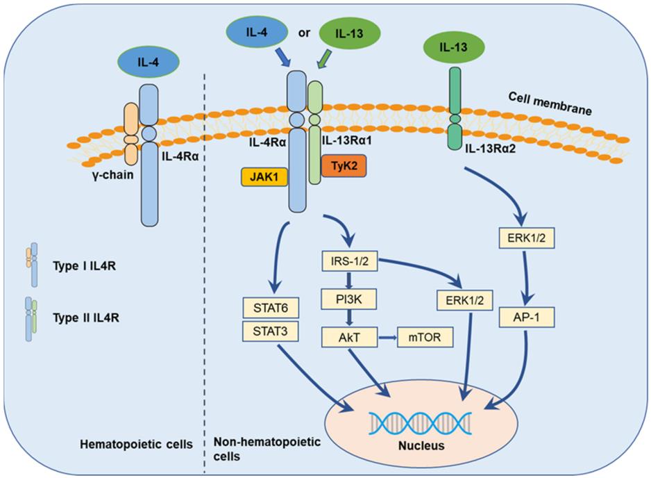 Fig.1 The regulatory role of IL-13. (Shi, et al., 2021)