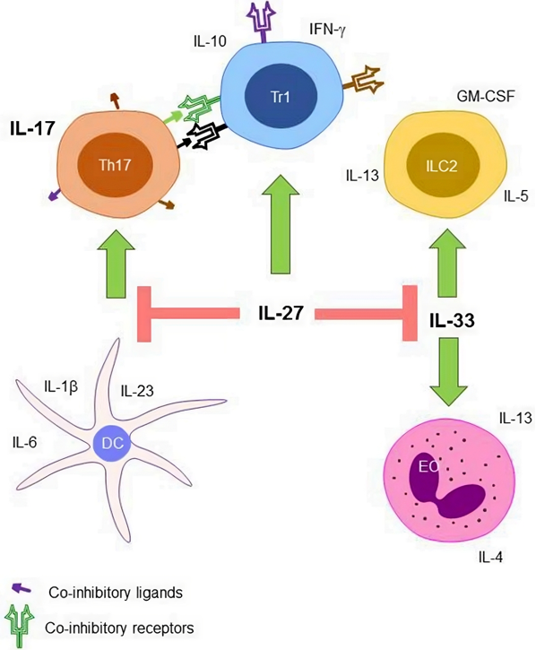 Fig.2 Involvement of IL-33 axis in sepsis. (Morrow, Craig and Mandy, 2019)