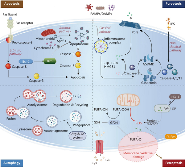 Fig.2 Involvement of IL-18 in cell death during sepsis. (Liu, et al., 2022)