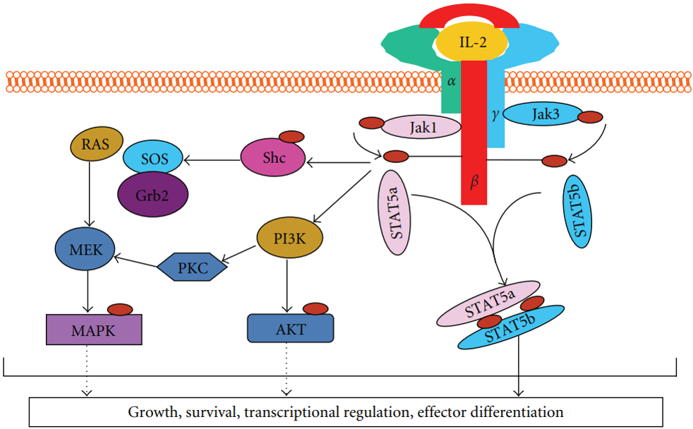 Fig.1 IL-2 signaling pathways. (Chentoufi, et al., 2011)