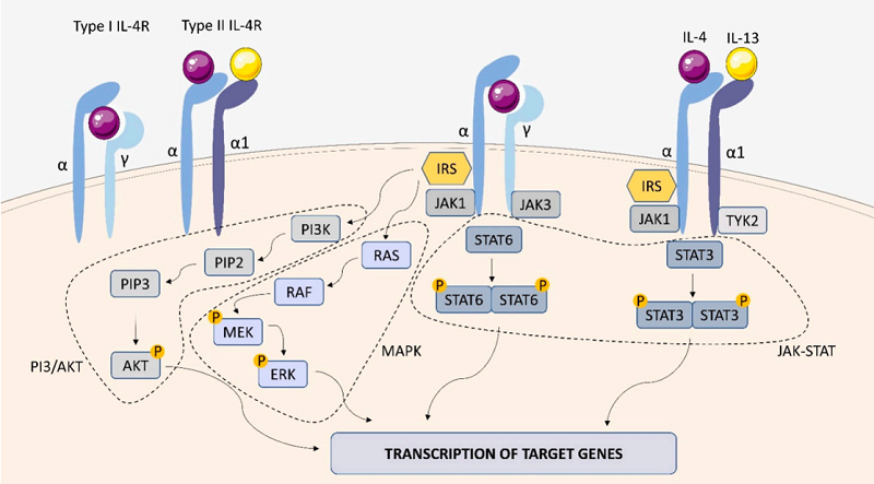 Fig.1 Signaling pathways of IL-4. (Druszczyńska, et al., 2022)