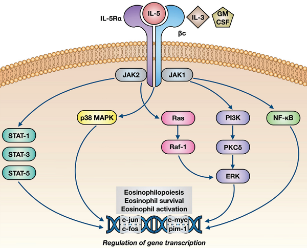 Fig.1 Role of IL-5 on eosinophils. (Pelaia, et al., 2019)