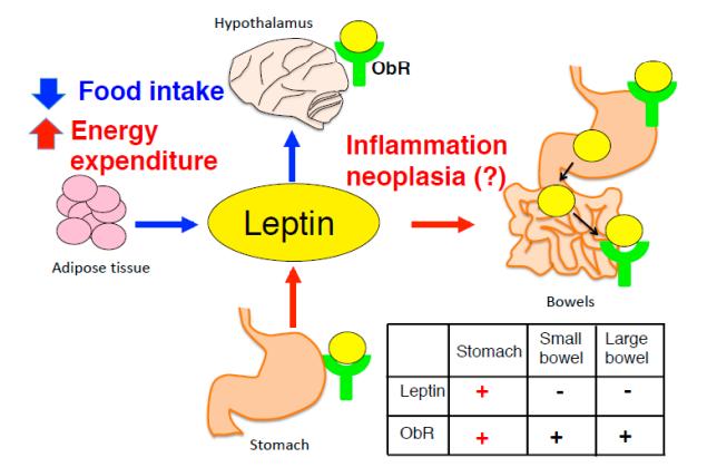 Fig.1 A schematic diagram reveals leptin-mediated appetite suppression and energy expenditure. (Inagaki-Ohara, 2019)