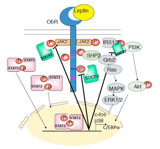 Fig.2 Schematic diagram of the Leptin receptor signaling pathway. (Inagaki-Ohara, 2019)