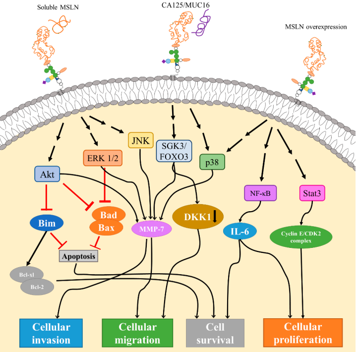 Fig.1 Mesothelin signaling pathways. (Faust, et al., 2022)