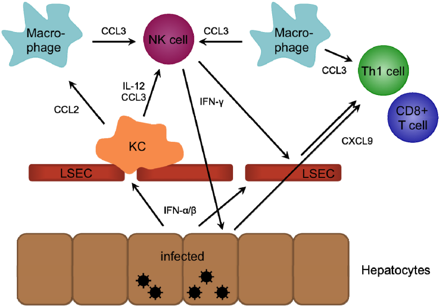 Fig.1 MIP-1 participates in immune cell recruitment. (Brass and Erwin, 2014)