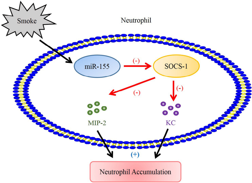 Fig.1 MIP-2 participates in immune responses. (Zhang, et al., 2020)